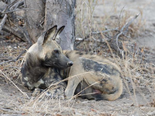 <h3>Lycaon pictus / African wild dog / Hyenahond</h3>OM-1 Mark II with OLYMPUS M.300mm F4.0, 1/320 sec at F4.0, ISO 2000, distance 15.8 m